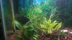 Сажаю растения в 30 литровый аквариум. Работаю с аквариумными растениями.