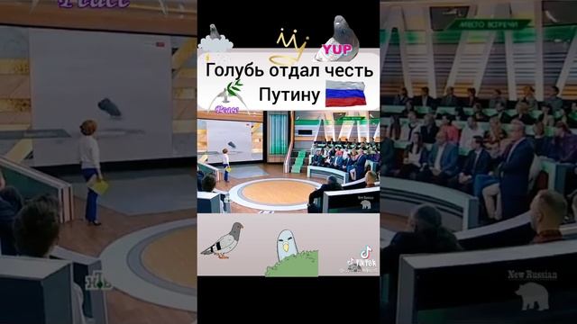 Голубь отдает честь путину фото