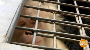 В мире. Орангутаниха-альбинос. Доброе утро. Фрагмент выпуска от 11.01.2019