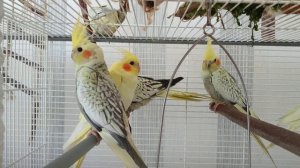 #harizma_ptichka Птенцы корелл 2-3 месяца, приручение?