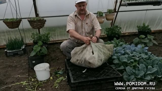 Конфета для Рассады Томатов. Чем полить помидоры после высадки. Лёгкая эко био подкормка за 5 минут смотреть онлайн