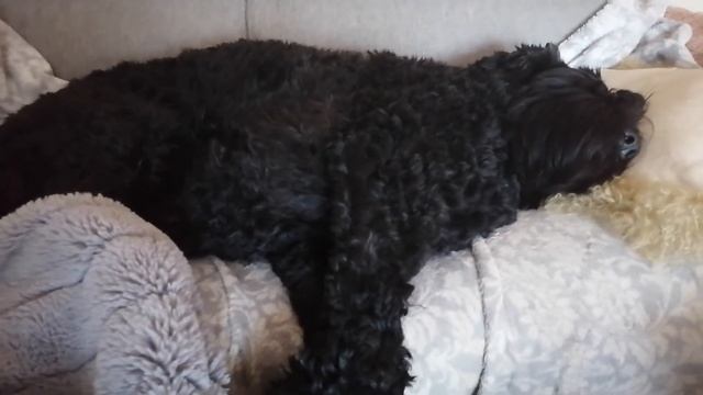 Чёрный Русский Терьер | Моя собака смотреть онлайн