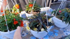 Обзор моих цветущих бегоний беликоний,Нон стоп 2.09.22 #бегонии ,#бегонииизсемян,#бегониицветут