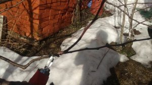 Как правильно обрезать и формировать скелетные ветки у груш и яблонь?Волчки.Соподчинение побегов.