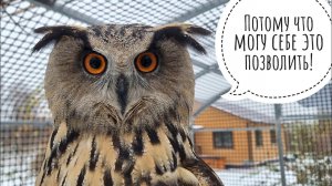 Сова филин Ёль сидит довольная под ледяным дождём