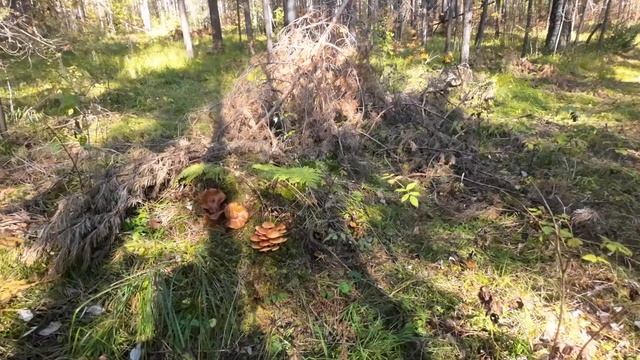 По лесной тропе к реке. Белорецкий р-он. Башкортостан. Южный Урал.