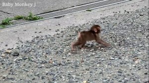 Oh! Poor baby monkey