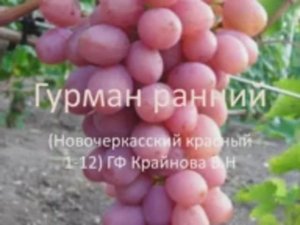 ВИНОГРАД ГУРМАН РАННИЙ (НОВОЧЕРКАССКИЙ КРАСНЫЙ).mp4