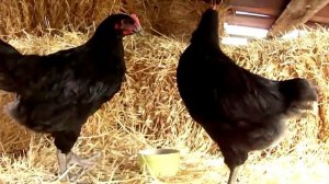 Огромные куры Джерсийский гигант  Размер на разных этапах.