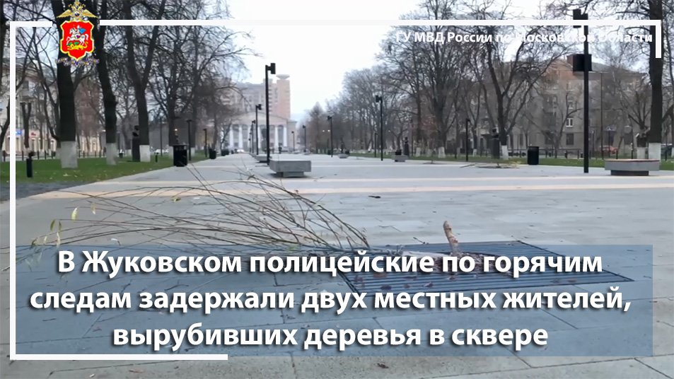 В Жуковском полицейские задержали двух местных жителей, вырубивших деревья в сквере