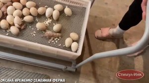 Вывод индюшат и голошеек из инкубатора Стимул-1000М1У