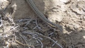 Стрела-змея (Psammophis lineolatus)