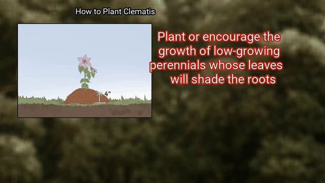 3 Ways To Plant Clematis смотреть онлайн