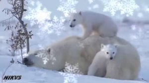 Заплутали мишки заплутали