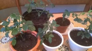 Как вырастить розы из черенков.