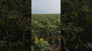 Римисол подсолнух