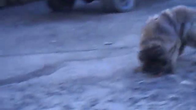 Зверобой и мячик)) смотреть онлайн