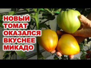 Новый урожайный помидор Мадрид лучше старого Микадо The new productive Madrid tomato is better than