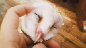 Ласковая сова сипуха.