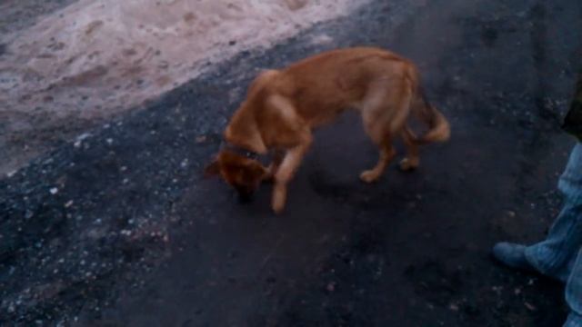 Собака тушит сигареты смотреть онлайн