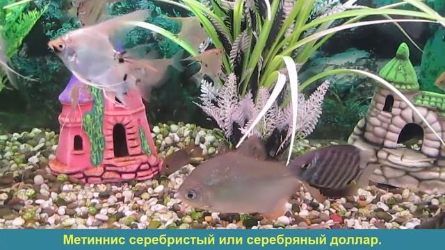 Метиннис серебристый. Метиннис обыкновенный. Рыба доллар или серебряный доллар.