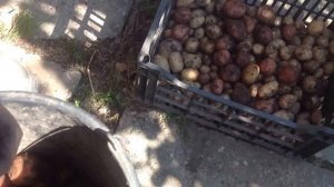 Aug 9, 2016. Выкопали картофель Невский и ряд красной. Калина