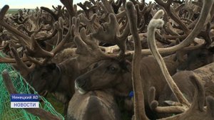 ЗАСЛУЖЕННЫЙ РАБОТНИК СЕЛЬСКОГО ХОЗЯЙСТВА