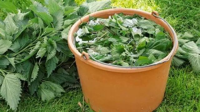 Настой крапивы для подкормки растений -рецепт зеленого удобрения из крапивы.