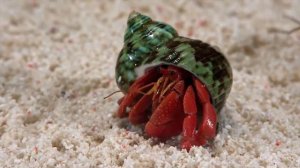 Анонс "Кто живёт под водой?" 12+