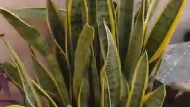 Sancevaria Laurenti : : GARDEN and PLANTS (G&P) ....Udyaan Vdos смотреть онлайн