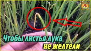 Желтеют перья лука Супер подкормка от пожелтения листьев лука и от вредителей Дачные советы