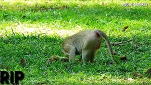 R.I.P !Million Breaking Heart When See Baby monkey Baron Was Dead Mom Brianna Want Her Baby Get Up
