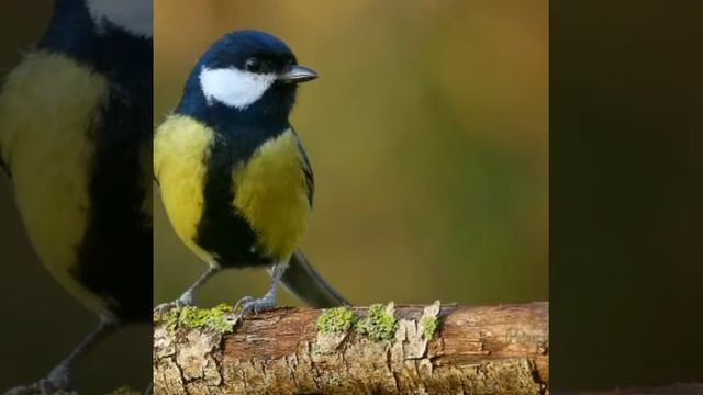 Vogelaufnahmen mit der Nikon Coolpix L 840 смотреть онлайн