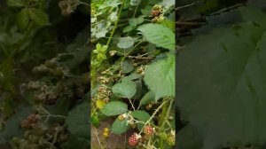 Садовая ежевика в подмосковье