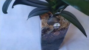 Новые орхидеи в моей коллекции и цветение орхидей Мандала, Дикий кот, OX King и др.