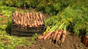 А вы так мыли морковь? Как быстро вымыть в большом объёме морковь ????