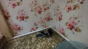 #Ворона Каркуша или Карл?