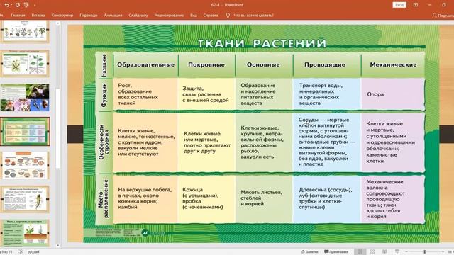 Ткани и органы растений. Корень. смотреть онлайн