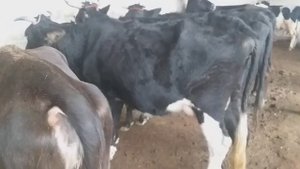 Мол Бозори Хочи Шариф  Шахри Бохтар