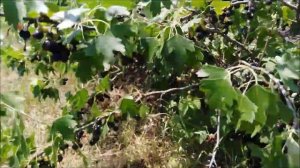 Смородина золотистая. Какой урожай можно с неё собрать
