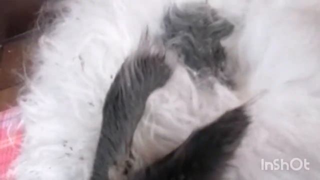 Ощип кролика Немецкой ангоры // запустила кролика//спасаю шерсть