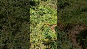 Кусторез Worx против травы ?