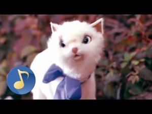 Песня кошек - из фильма "Волшебный голос Джельсомино", (1977)