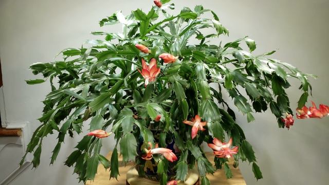 놀랍게도 다시 꽃피운 게발선인장 꽃 일년에 몇번 피울까《Amazing Thanksgiving & Christmas Cactus blooming in 1 year》 смотреть онлайн