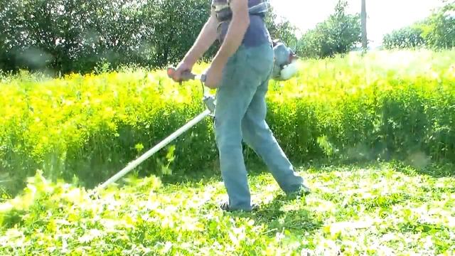 Люцерна, первый покос. Окончание посева 3 апреля, первый покос 17 июня. 2,5 месяца. смотреть онлайн