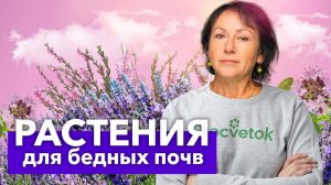 ЭТИ РАСТЕНИЯ ПЫШНО ЦВЕТУТ И ОТЛИЧНО РАСТУТ ДАЖЕ НА САМОЙ БЕДНОЙ ПОЧВЕ!