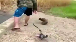 Рыбалка,охота на карпа с луком и арбалетом, Боуфишинг