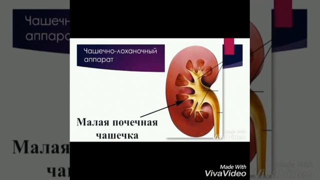 Анатомические строение почки и их особенности.