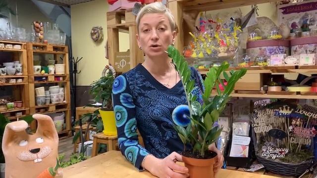 Долларовое дерево Замиокулькас - неприхотливое комнатное растение для дома и офиса. Секреты дружбы.