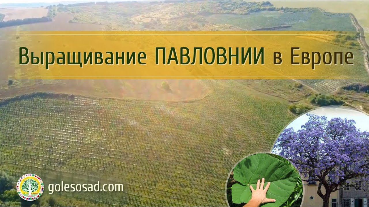Выращивание павловнии в Европе!
